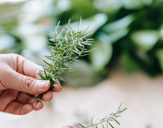 Rosemary Extract for Hair Growth